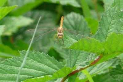 <i>Sympetrum meridionale</i>