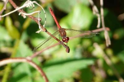 <i>Sympetrum meridionale</i>