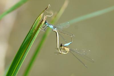 <i>Platycnemis pennipes</i>