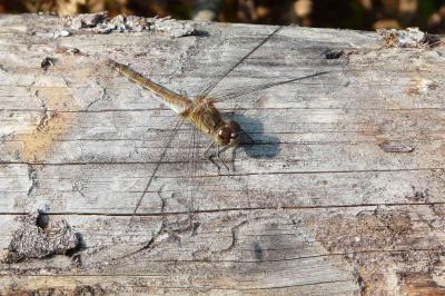 <i>Sympetrum meridionale</i>