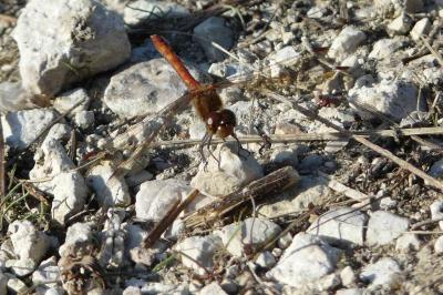 <i>Sympetrum meridionale</i>