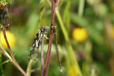 <i>Sympecma fusca</i>