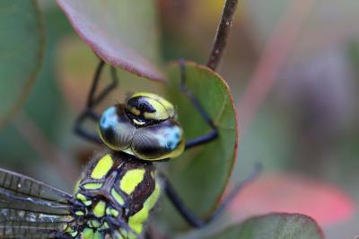 <i>Aeshna cyanea</i>