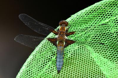 <i>Libellula depressa</i>