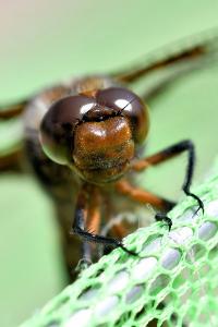 <i>Libellula depressa</i>