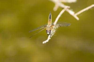 <i>Libellula quadrimaculata</i>