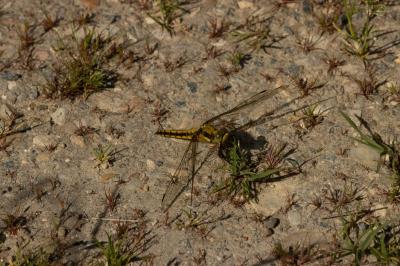<i>Orthetrum cancellatum</i>