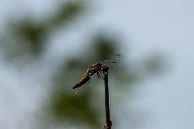 <i>Libellula depressa</i>