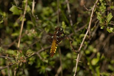 Libellula depressa