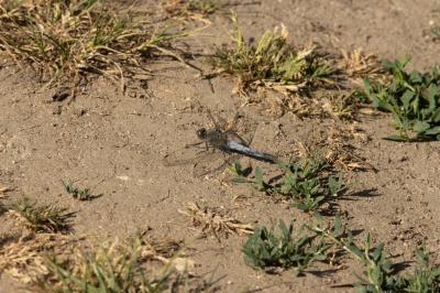 <i>Orthetrum cancellatum</i>