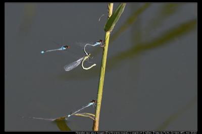 <i>Erythromma najas</i>