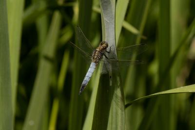 <i>Orthetrum cancellatum</i>