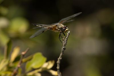<i>Libellula quadrimaculata</i>