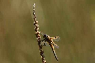<i>Libellula quadrimaculata</i>