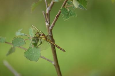 <i>Sympetrum striolatum</i>