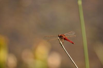 <i>Crocothemis erythraea</i>