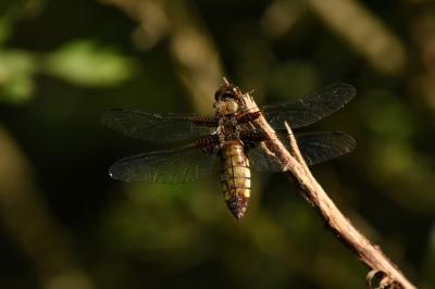 <i>Libellula depressa</i>