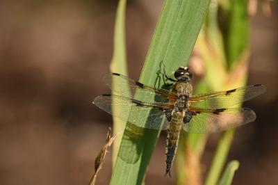 <i>Libellula quadrimaculata</i>
