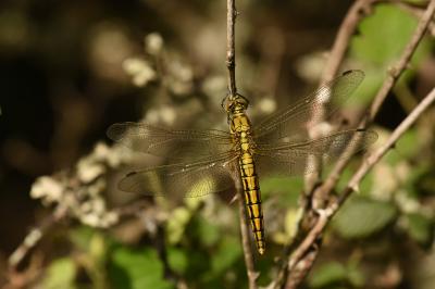 <i>Orthetrum cancellatum</i>