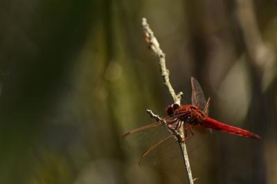 <i>Crocothemis erythraea</i>