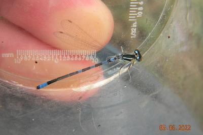 <i>Coenagrion scitulum</i>