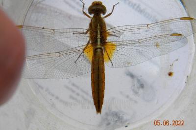 <i>Crocothemis erythraea</i>