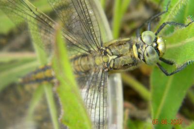 <i>Orthetrum cancellatum</i>
