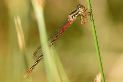 <i>Ceriagrion tenellum</i>
