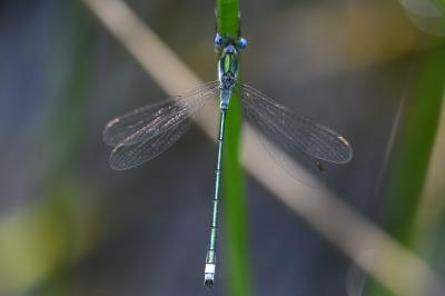 <i>Lestes sponsa</i>