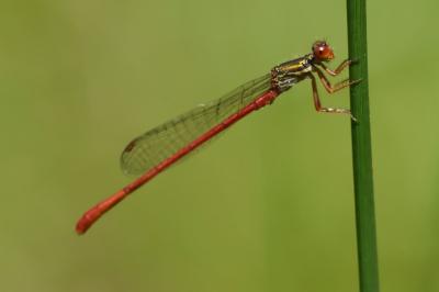 <i>Ceriagrion tenellum</i>