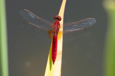 <i>Crocothemis erythraea</i>