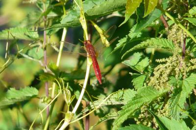<i>Crocothemis erythraea</i>