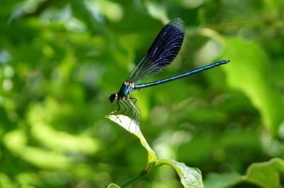 <i>Calopteryx splendens</i>