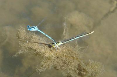 <i>Erythromma lindenii</i>