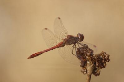 <i>Sympetrum meridionale</i>