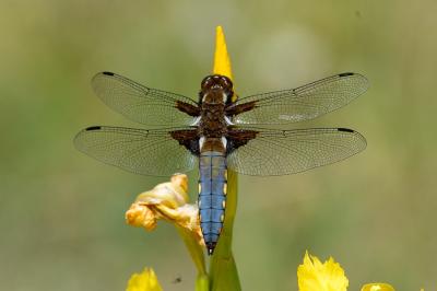 <i>Libellula depressa</i>