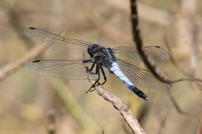 <i>Orthetrum albistylum</i>