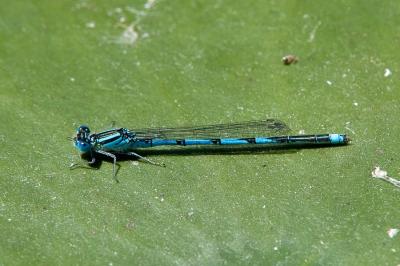 <i>Erythromma lindenii</i>