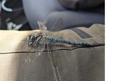 <i>Aeshna affinis</i>