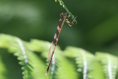 <i>Sympecma fusca</i>