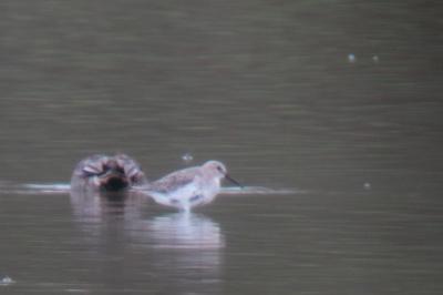 Bécasseau variable