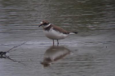 Charadrius hiaticula