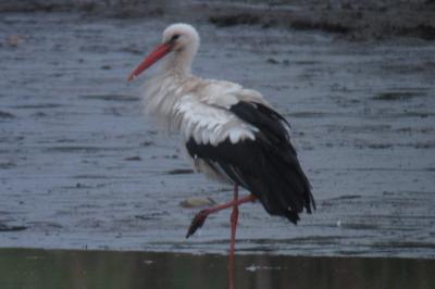 Cigogne blanche
