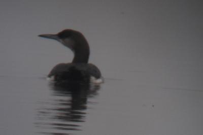 Plongeon arctique