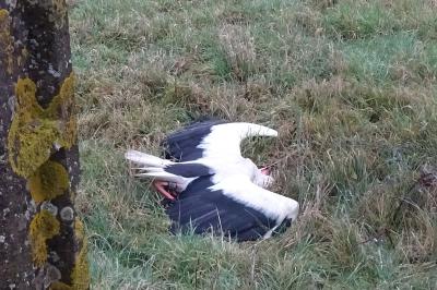 Cigogne blanche