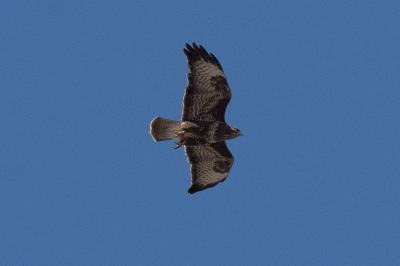 Buse variable