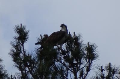 Balbuzard pêcheur
