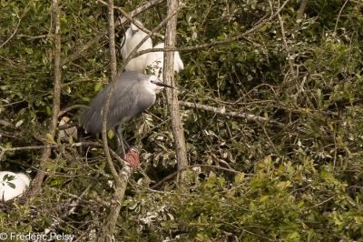 Aigrette garzette