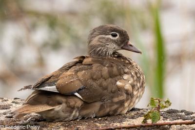 Canard mandarin