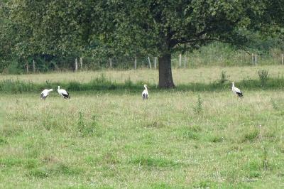 Cigogne blanche